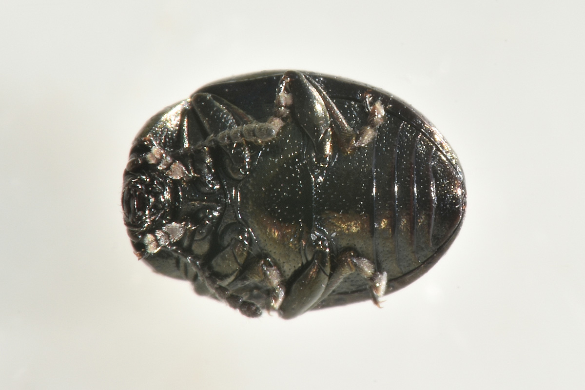 Chrysomelidae:  Phaedon sp? S, P. laevigatus
